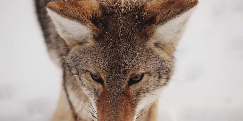 DC616技术博客深度解析：网络技术54的实战应用与未来趋势